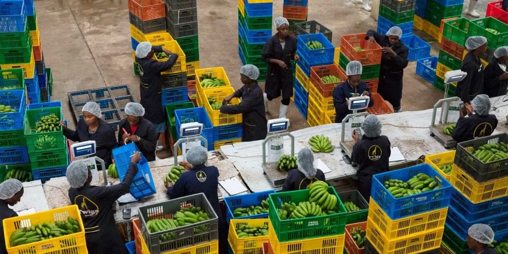 Workers in hairnets sorting bananas into coloured crates in a large warehouse